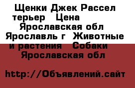 Щенки Джек Рассел терьер › Цена ­ 22 000 - Ярославская обл., Ярославль г. Животные и растения » Собаки   . Ярославская обл.